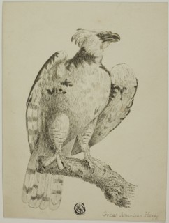 Great American Harpy, n.d. Creator: Unknown.