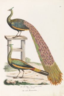 The wild peacock. The wild female peacock, ca 1820. Creator: Schinz, Heinrich Rudolf (1777-1861).