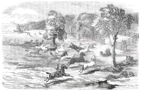 Driving Horses to the Stock-Yard, 1850. Creator: Unknown.