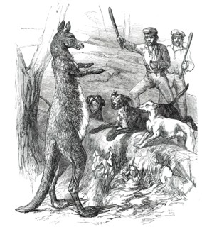 At Bay - "Sticking up a Boomer", 1850. Creator: Unknown.