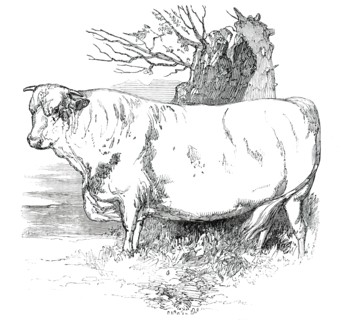 Prize Cattle at the Royal Agricultural Society's Show, at Exeter - Short-Horns - Class I. - First Pr Creator: Harrison Weir.
