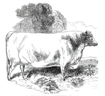 Prize Cattle at the Royal Agricultural Society's Show, at Exeter - Short-Horns - Class IV. - First P Creator: Harrison Weir.