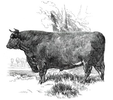 Prize Cattle at the Royal Agricultural Society's Show, at Exeter - Devon - Class I. - First Prize, £ Creator: Harrison Weir.