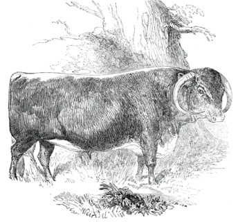 Prize Cattle at the Royal Agricultural Society's Show, at Exeter - Cattle of Any Breed - Leicester - Creator: Harrison Weir.