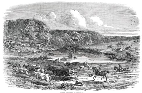 Cattle Mustering in Australia, 1850. Creator: Smyth.