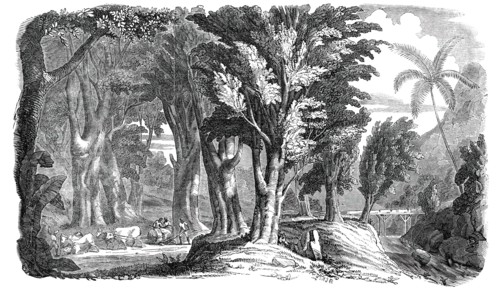 Mahogany Trees in the West Indies, 1850. Creator: Unknown.