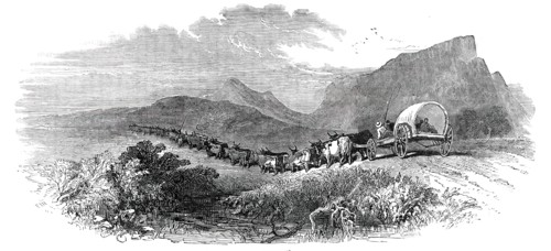 Cape Waggon, 1850. Creator: Unknown.