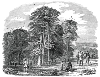 Rook-Shooting in Penshurst Park, 1850. Creator: Unknown.