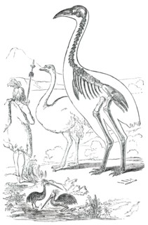 Comparative Sizes of Dinornis, Ostrich, and New Zealander, 1850. Creator: Unknown.