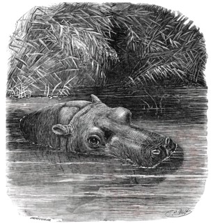The Hippopotamus in the Gardens of the Zoological Society, Regent's-Park, 1850. Creator: Pearson.