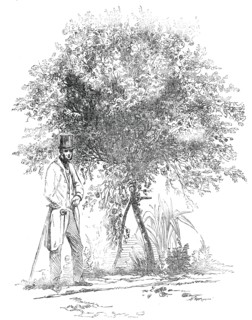 Large Rose-Tree (Hybrid China), at Mr. Buxton's Gardens, Wandsworth-Road, 1850. Creator: Unknown.