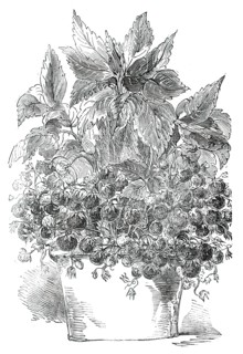Black Prince Strawberry Plant, grown by Mr. Cuthill, 1850. Creator: Unknown.