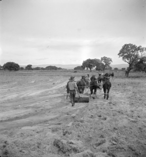 Leveling the land for irrigation on the Bosque Farms project, New Mexico, 1935. Creator: Dorothea Lange.