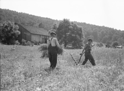 Men cradling wheat in eastern Virginia near Sperryville, 1936. Creator: Dorothea Lange.
