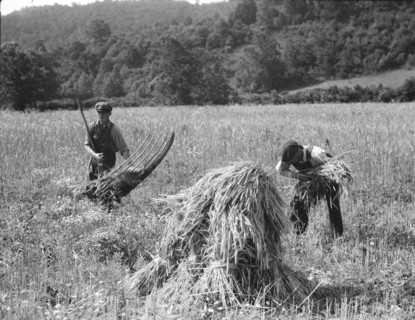Cradling wheat near Sperryville, Virginia., 1936. Creator: Dorothea Lange.