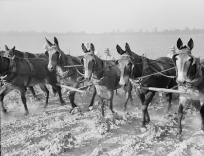 Cultivating cotton cooperatively at Lake Dick, Arkansas, 1938. Creator: Dorothea Lange.