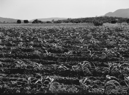 Field of young corn near Mescalero Apache Reservation, New Mexico, 1938. Creator: Dorothea Lange.