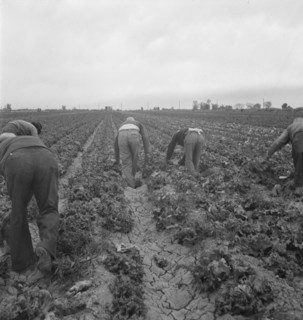 Filipinos cutting lettuce, Imperial Valley, CA, 1939. Creator: Dorothea Lange.