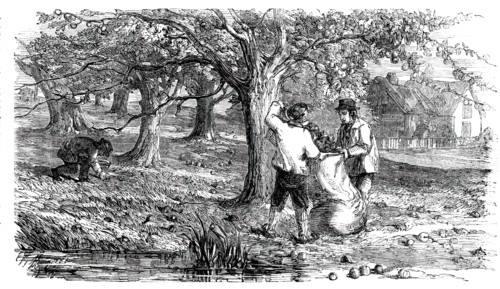 Cider-Making in Devonshire - Collecting the Grass-Fruit, 1850. Creator: Unknown.