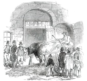 The Annual Exhibition of the Smithfield Club - Bringing in Hereford Ox, 1850. Creator: Unknown.