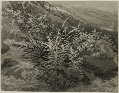 Corner of the Meadow with Reeds and Other Plants, c. 1800. Creator: Adrian Zingg.