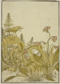 Spring Flowers: Violets and Dandelions, from the book "Mirror of Beautiful Women of the..., 1776. Creator: Shunsho.
