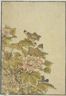 Autumn Flowers: Peonies and Bellflowers, from the book "Mirror of Beautiful Women of the..., 1776. Creator: Shunsho.
