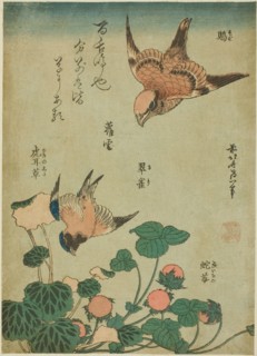 Bull-headed Shrike and Bluebird with Saxifrage and Wild Strawberry (Mozu, ruri..., c. 1834. Creator: Hokusai.