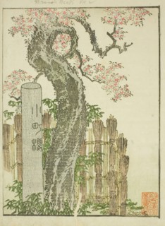 Komachi Cherry Tree (Komachi zakura), from the illustrated book "Picture Book of..., c. 1802. Creator: Hokusai.