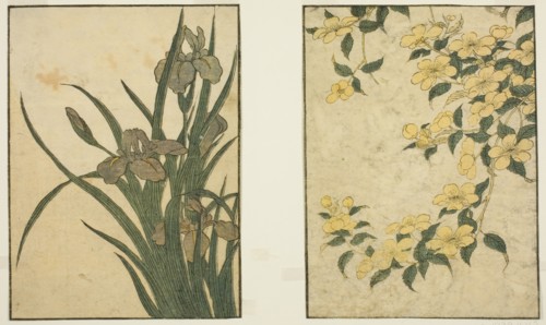 Kerria and Iris, from the illustrated book "Picture Book: Flowers of the Four Seasons..., 1801. Creator: Kitagawa Utamaro.