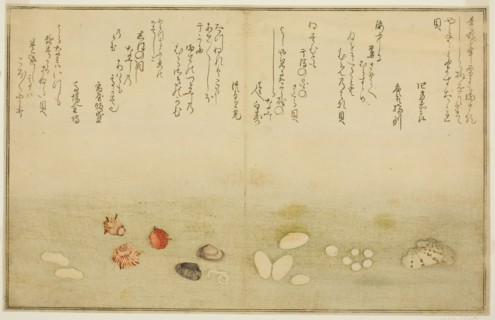 Sudare-gai, hana-gai, sakura-gai, mumeno-gai, nadeshiko-gai, and kinuta-gai, from the illu..., 1789. Creator: Kitagawa Utamaro.
