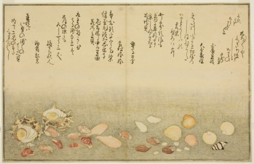 Shiro-gai, namima-gashiwa, makura-gai, iro-gai, aza-gai, sadae-gai, from the illustrated b..., 1789. Creator: Kitagawa Utamaro.