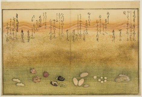 Sudare-gai, hana-gai, sakura-gai, mumeno-gai, nadeshiko-gai, and kinuta-gai, from the illu..., 1789. Creator: Kitagawa Utamaro.