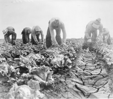 Filipinos cutting lettuce. Salinas, California, 1935. Creator: Dorothea Lange.