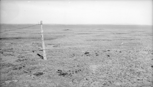 Stand of vega grass eaten off close, New Mexico, 1935. Creator: Dorothea Lange.