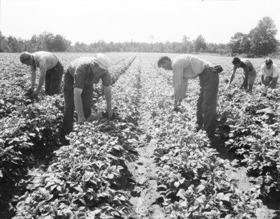 Potato field, Hightstown, New Jersey, 1936. Creator: Dorothea Lange.