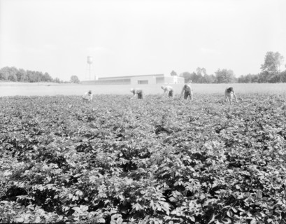 Men working in the potato field, Hightstown, New Jersey, 1936. Creator: Dorothea Lange.