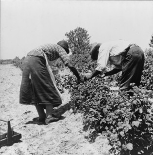 Berry pickers, Southern New Jersey, 1936. Creator: Dorothea Lange.