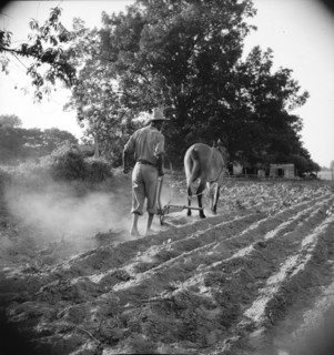 Plowboy in Alabama earns seventy-five cents daily, 1936. Creator: Dorothea Lange.