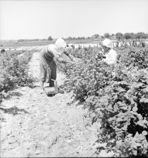 Migrants from Delaware picking berries in southern New Jersey, 1936. Creator: Dorothea Lange.