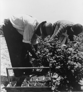 Migrants from Delaware picking berries in southern New Jersey, 1936. Creator: Dorothea Lange.