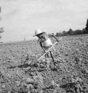 Child of impoverished Negro tenant family working on farm, Alabama, 1936. Creator: Dorothea Lange.