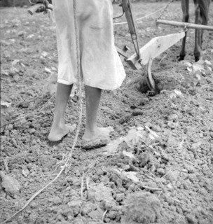 Alabama plow girl, Near Eutaw, Alabama, 1936. Creator: Dorothea Lange.