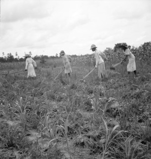 Hoe culture in the South, Mississippi, 1936. Creator: Dorothea Lange.