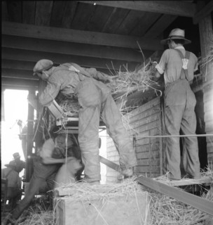 North Carolina threshing, 1936. Creator: Dorothea Lange.
