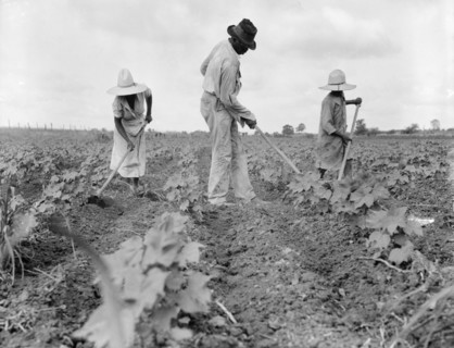 Hoe culture in the South, Near Eutaw, Alabama, 1936. Creator: Dorothea Lange.