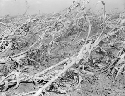 Corn, dried up and lying in the field, between Dallas and Waco, Texas, 1936. Creator: Dorothea Lange.