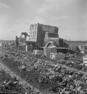 Salinas lettuce fields, California, 1936. Creator: Dorothea Lange.