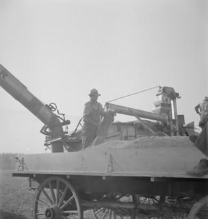 Threshing of oats, Clayton, Indiana, south of Indianapolis, 1936. Creator: Dorothea Lange.
