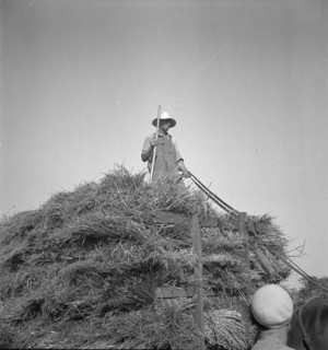 Harvesting oats, Clayton, Indiana, 1936. Creator: Dorothea Lange.